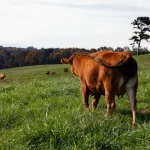 The Science of Tenderness: Why Simpson’s Beef Tenderloin Stands Out